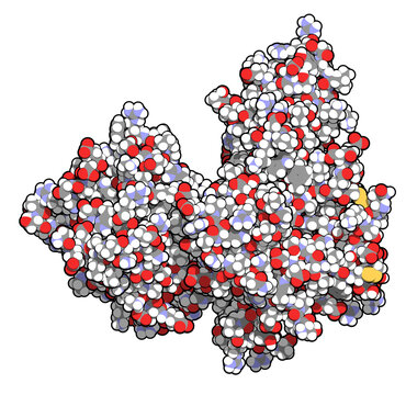 Proprotein convertase subtilisin kexin type 9 (PCSK9) protein. Target of multiple investigational cholesterol lowering drugs.