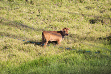 A little calf standing in the middle of the field