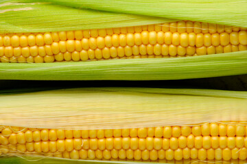 Background, two ears corn closeup.