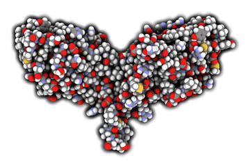 CTLA-4 (Cytotoxic T-lymphocyte-associated protein 4, CD152) protein. CTLA4 blocking antibodies are used in cancer therapy (immune checkpoint blockade therapy).