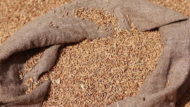 Wheat grains in bindle bag sack. grains of cereal plant. Harvest time activity landscape. Rural agriculture. Healthy food concept. Growing plant, cultivated crop. Healthy natural bio food concept