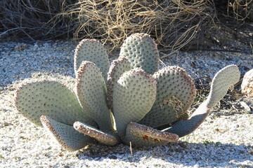 Beavertail prickly pear cactus plant growing wild in the Mojave Desert, Clark County, Nevada.