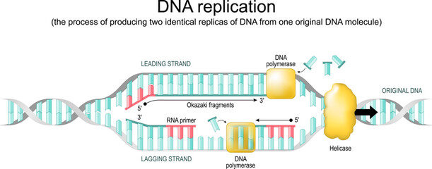 DNA replication. replication fork