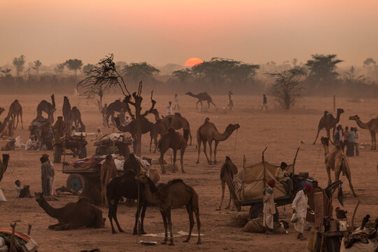 Sunrise over Nagaur camel fair, Rajasthan, India