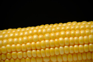 Ear raw ripe corn dark background, closeup.