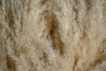 Fluffy plant nature background. Spikelets collected on the field