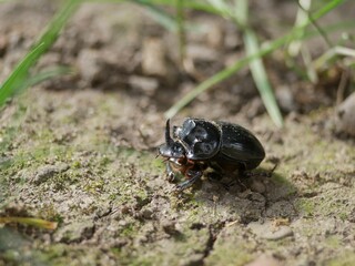 male dung beetle (Copris lunaris)
