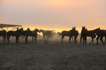 Naklejka na ściany i meble A herd of horses at sunset on a pasture