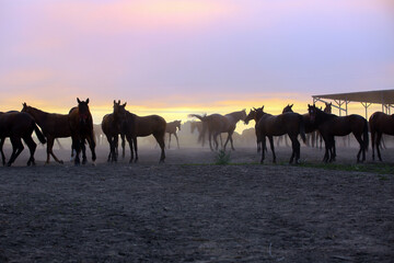 Fototapeta na wymiar A herd of horses at sunset on a pasture