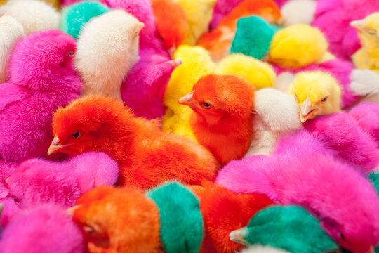 Multicoloured chicks for sale, Tumen market, Jilin Province, China