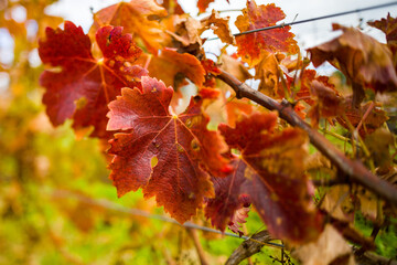 Colorful close-up of vine leafs with orange autumn colors and selective focus