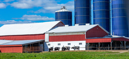 Holstein dairy cows in front of a red and white barn at a feed bunk with blue silos on a sunny day...