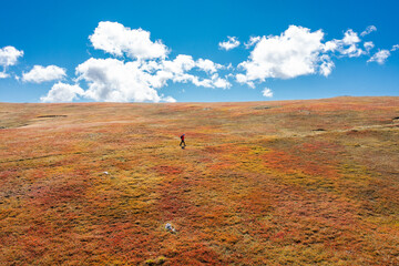 Unrecognizable hiker on a trail in the dry blueberry meadow with white clouds and blue sky - walking through heaven - wallpaper