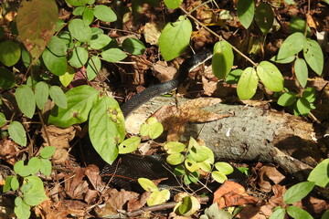 Eastern rat snake naturally camouflaged within the woodland foliage, in Lums Pond State Park, New Castle County, Delaware.
