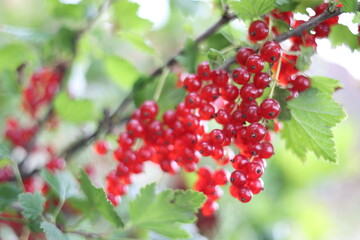 red currant bush