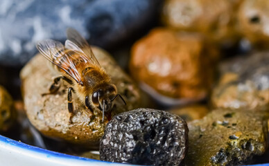Closeup of a female honeybee