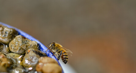A feale honeybee drinking water from a water bowl
