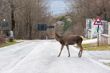 Deer walking on the road