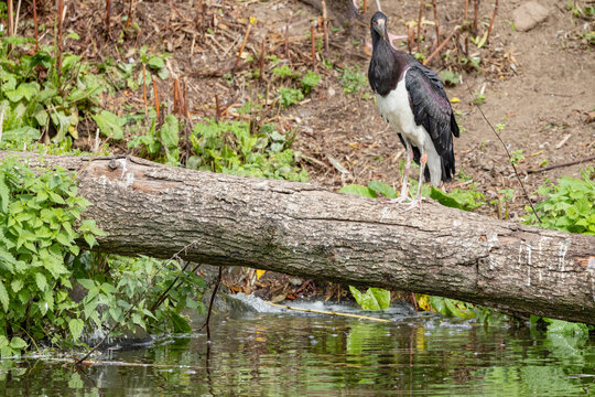 Addim`s stork in Odense zoo,Denmark,Scandinavia,Europe