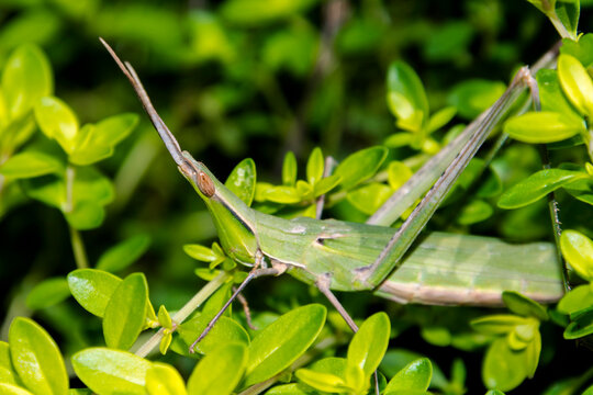Cone-headed grasshopper is climbing on a green plant