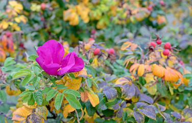 Ripe fruits and flowers rose hips or briar, wild rose, dog rose in the autumn garden.