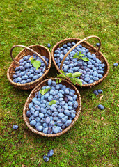 Freshly harvested organic blue plums in three old wicker baskets in the autumn garden. Healthy food and harvesting concept. Selective focus.