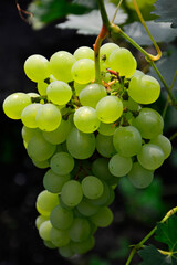 dojrzałe winogrona na krzewie, kiść zielonych winogron na ciemnym tle, ripe grapes on the vine, bunch of green grapes on a dark background