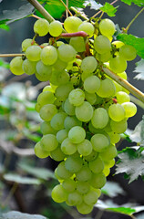 dojrzałe winogrona na krzewie, kiść zielonych winogron, ripe grapes on the vine, a bunch of green grapes