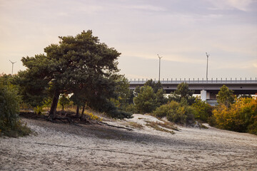 Forest landscape in warm autumn.