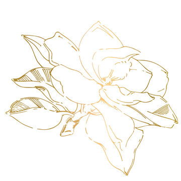 PNG sketch of black hand-painted magnolia flower