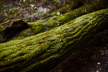 Close-up of a log with moss in a deciduous forest in autumn.