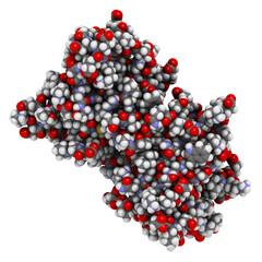 Superoxide dismutase 1 (SOD1) enzyme. Converts superoxide radical in hydrogen peroxide. Gene mutations cause ALS (amyotrophic lateral sclerosis).