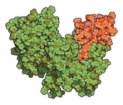 Proprotein convertase subtilisin kexin type 9 (PCSK9) protein. Target of multiple investigational cholesterol lowering drugs.