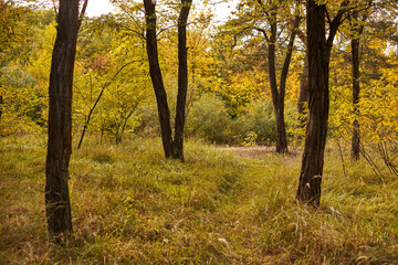 Fototapeta premium Forest landscape in warm autumn.