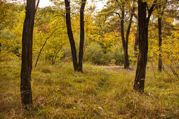 Fototapeta na wymiar Forest landscape in warm autumn.