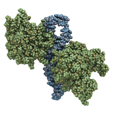 NF-kB (nuclear factor kappa-light-chain-enhancer of activated B cells) protein complex. Plays a role in cancer and inflammation.