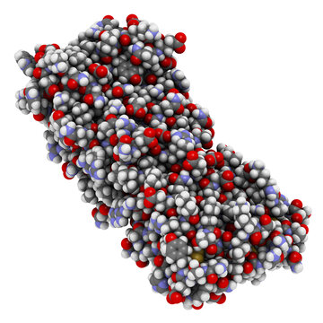 Colony Stimulating Factor 1 (CSF-1, M-CSF). Also Known As Macrophage Colony Stimulating Factor.