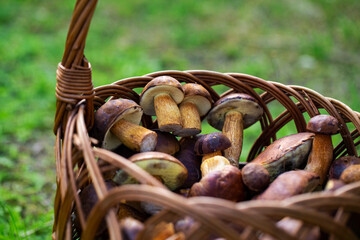 Bay bolete mushrooms in wicker basket ; picking mushrooms in autumn forest