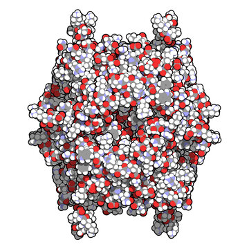 Rasburicase (recombinant urate oxidase) enzyme molecule. Used to treat and prevent tumor lysis syndrome (TLS).