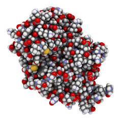 Carbapenemase carbapenem antibiotic resistance enzyme. Carbapenemase OXA-24 from the bacterium Acinetobacter baumannii.