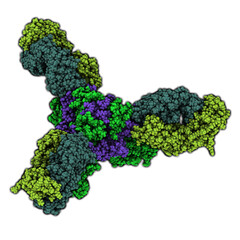 Ebola virus glycoprotein (GP), molecular structure. Occurs as spikes on ebola virus surface; target for vaccine development.