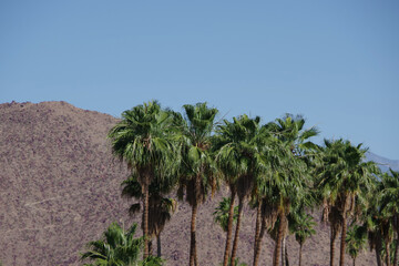 Fototapeta na wymiar California fan palms in the mountain desert area