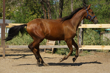 A beautiful bay one-year-old foal in a blue halter gallops in the paddock