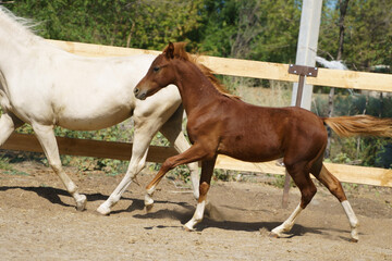 Little chestnut Welsh pony foal and him mother trotting in paddock