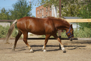 A сhestnut gelding in a blue halter runs along the paddock