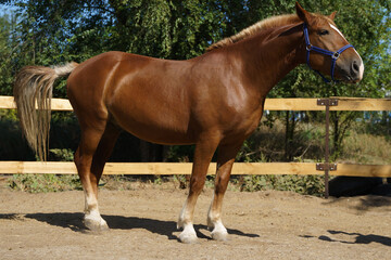Сhestnut heavy gelding in a blue halter in full growth