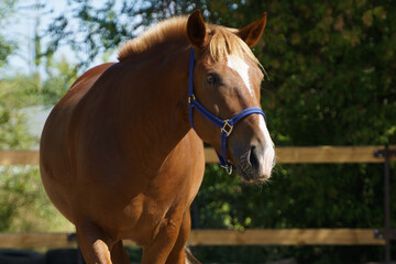 Portrait of a chestnut heavy gelding in a blue halter against the background of trees