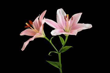 Pink lily isolated on black background.