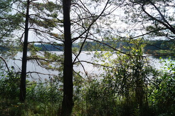 Lake among trees