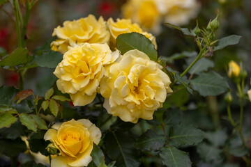 ゴールドマリー'84